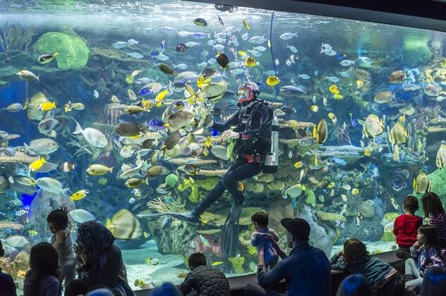 Diver entertaining visitors of Ripley s Aquarium in Toronto  acp120496 ElenaxKorchenko