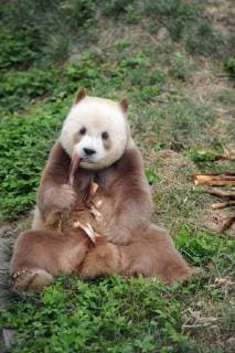 Entertainment Bilder des Tages (180911) -- XI AN, Sept. 11, 2018 -- Qizai, a rare brown and white giant panda, eats bamboo shoots at Shaanxi rare wild animals rescuing and raising research center in Xi an, northwest China s Shaanxi Province, Sept. 7, 2018. Qizai belongs to a subspecies that are more commonly referred to as Qinling pandas in reference to the isolated Qinling Mountains where they have been spotted. ) (wyl) CHINA-SHAANXI-BROWN AND WHITE-QINLING PANDA (CN) ZhangxBowen 