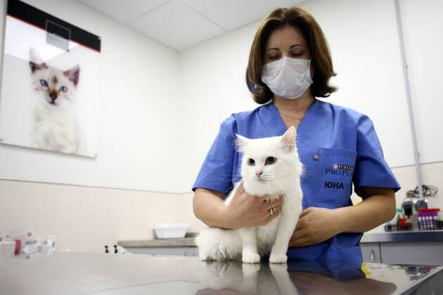 MOSCOW REGION, RUSSIA - SEPTEMBER 13, 2018: A veterinary surgeon in a mask examines a white cat at Yuna, a multi-purpose animal shelter in the village of Kutyino, Podolsk Municipality, Moscow Region; the animal shelter provides rehoming services for stray cats and dogs, including veterinary care, neutering services, and work on behaviour of dogs living in a new environment. Alexander Shcherbak TASS  TS09070F