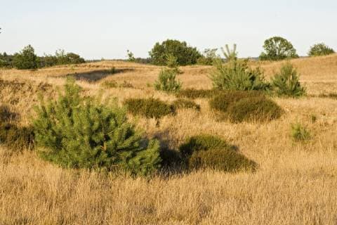 Foehre, Waldkiefer, Wald-Kiefer, Gemeine Kiefer (Pinus sylvestris), Kootwijkerzand, Niederlande, Veluwe, Kootwijk Scotch pine, Scots pine (Pinus sylvestris), Kootwijkerzand, Netherlands, Veluwe, Kootwijk BLWS495524 Copyright: xblickwinkel AGAMI M.xGuytx