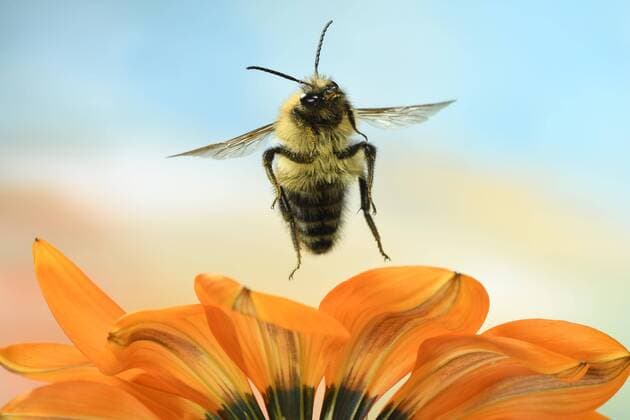 Field bumblebee Bombus pascuorum in flight at midday gold Gazania Germany Europe Copyright: imageBROKER/AndrexSkonieczny ibxasy04742746.jpg