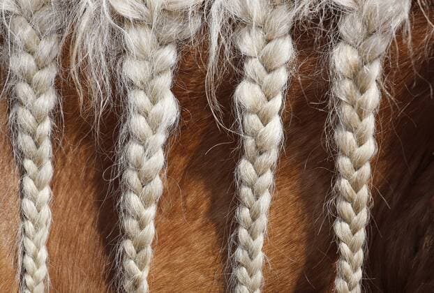 28 04 2018 Dierhagen Mecklenburg Vorpommern GER Mane of a horse is braided into a horsehide horse Detail Detailed view of a mans neck woven in Zoepfe hairstyle is styled horse hairstyle Haflinger neck 180428D755OSTSEE JPG
