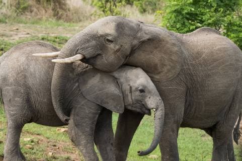 Feature Symbol elephant 11 17 kun elephant in south tanzania africa wildlife animals animal elephant pachyderm african african mother child young loving love mother love caring tenderly social behavior protective protective tusks cross