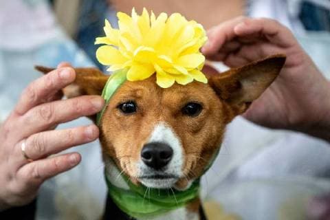 News Bilder des Tages MOSCOW, RUSSIA - SEPTEMBER 16, 2018: A dog wearing a flower on its head during a dog costume parade in Moscow s Krasnogvardeiskiye Prudy Park. Sergei Bobylev TASS  TS090A43