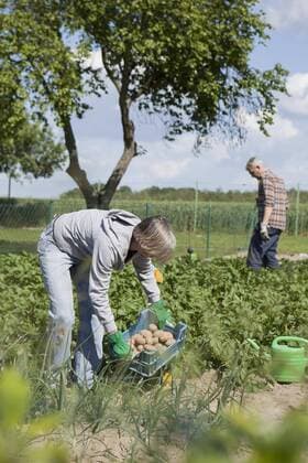 Mature couple gardening in community garden  Copyright: Halfdark fStopImages1349038