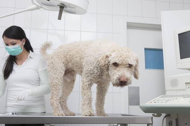 Portrait of dog standing table while veterinarian working in background at clinic  Copyright: JuliaxChriste fStopImages1454026