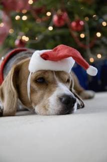 Beagle wearing a Santa hat  Copyright: Ableimages fStopImages429013