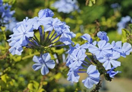 Zartblau bluehender Bleiwurz oder Plumbago als Topfpflanze auf sommerlicher Terrasse Plumbago *** Delicate blue flowering plumbago or plumbago as a potted plant on summery terrace Plumbago