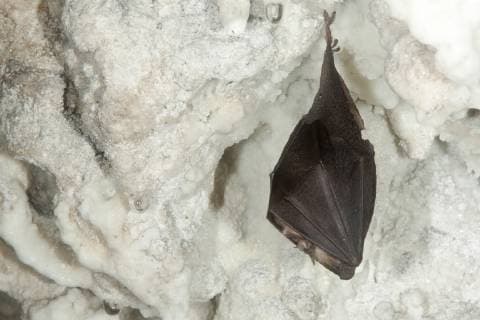 Kleine Hufeisennase (Rhinolophus hipposideros), im Winterschlaf zwischen Stalaktiten, Frankreich Lesser horseshoe bat (Rhinolophus hipposideros), in hibernation between stalactites, France BLWS497237 Copyright: xblickwinkel AGAMI T.xDoumax