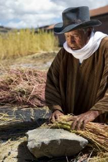 IMAGO Nature: Unsere Erde, Klimawandel, Ernährung, Pflanzen der Zukunft, Quinoa Landwirtschaft, Quinoa Anbau A man harvests quinoa in Ayacucho, Peru. The Food and Agricultural Organization of the United Nations declared 2013 The International Year of the Quinoa. , Morochuco Ayacucho Peru Copyright: OscarxDurand 4951900010