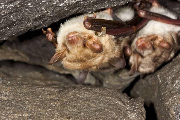 Grosses Mausohr, Riesenfledermaus, Riesen-Fledermaus (Myotis myotis), Gruppe schlaeft in einer Felsnische, Deutschland Greater Mouse-eared bat, Large Mouse-Eared Bat (Myotis myotis), group sleeping in a rock shelter, Germany BLWS497213 Copyright: xblickwinkel AGAMI T.xDoumax