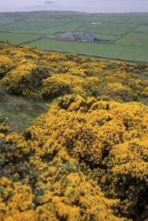 Green fields, stone walls and yellow flowers in bloom rule on the remote Ynys Enlli ( Bardsey island ) off the Lleyn Peninsula., Copyright: JosexAzel 6500122001