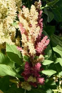 Fuchsschwanz, Amaranthus, Caudatus, Amarant Fox tail, amaranthus, caudatus, amaranth *** Foxtail amaranthus caudatus amaranth fox tail amaranthus caudatus amaranth