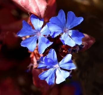 Bleiwurz, Cerastostigma, Wiimottiana Leadwort; Cerastostigma; Wiimottiana *** Leadwort Cerastostigma Wiimottiana Leadwort Cerastostigma Wiimottiana