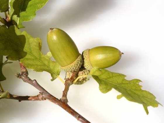 Acorns Pedunculate oak Quercus robur English oak Quercus robur
