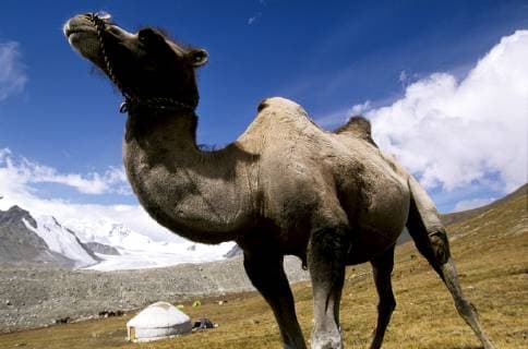 The two-humped Bactrian camel is perfect for carrying nomads equipment during long-distance travel. Kazakhs use camels to carry the Nomad Camps during long journeys across the mountains. Mountaineers use the Camels to bring their gear at the mount Khuiten base camp. Despite their small height, Mongolian camels can carry up to 250 kg., Tavanbogd National Park Mongolia Copyright: OlivierxRenck 7282600018
