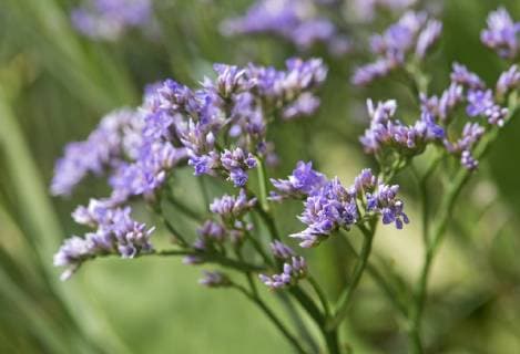  Strandflieder (Limonium vulgare), Nordseeküste, Schleswig-Holstein, Deutschland, Europa *** Beach lilac Limonium vulgare North Sea coast Schleswig Holstein Germany Europe Copyright: imageBROKER/GuenterxFischer ibxgva04753029.jpg