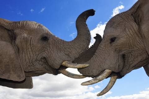 African elephants Loxodonta africana juveniles orphans in the Buffelsdrift Game Reserve Oudtshoorn Western Cape South Africa Copyright: imageBROKER/NorbertxEisele-Hein ibxnex04738501.jpg