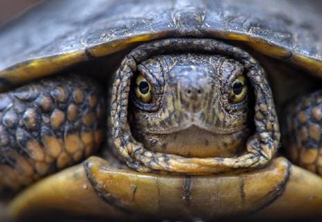 October 6, 2018 - Elkton, OREGON, U.S - A western pond turtle tucks its head in for safety after being discovered along the Umpqua River near Elkton in rural western Oregon. Western pond turtles are currently listed as endangered in Washington State. The Oregon Department of Fish and Wildlife considers it a sensitive species. The turtles can live to be as old as 70 years old, and dont reproduce until they are older than ten years. Elkton U.S. - ZUMAl31_ 20181006_zaf_l31_002 Copyright: xRobinxLoznakx