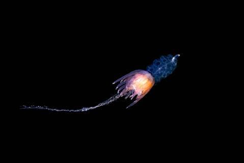 State jellyfish Physophora hydrostatica North Sea North Atlantic Norway Europe Copyright: imageBROKER/AndreyxNekrasov ibxaaa04753282.jpg