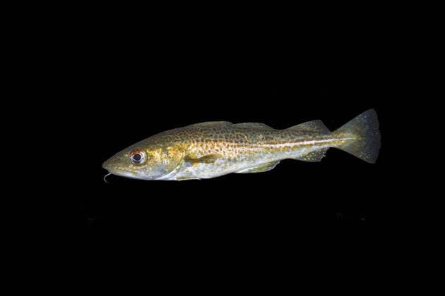  Kabeljau (Gadus morhua) in der Nacht, Norwegisches Meer, Nordatlantik, Norwegen, Europa *** Cod Gadus morhua at night Norwegian Sea North Atlantic Norway Europe Copyright: imageBROKER/AndreyxNekrasov ibxaaa04753285.jpg
