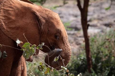 October 5, 2018 - Nairobi, Kenya - An Orphaned baby elephant at the David Sheldrick Wildlife Trust during a visit by First Lady Melania Trump October 5, 2018 in Nairobi, Kenya. The First Lady on her first solo international trip. Nairobi Kenya - ZUMAp138 20181005_zaa_p138_078 Copyright: xAndreaxHanksx
