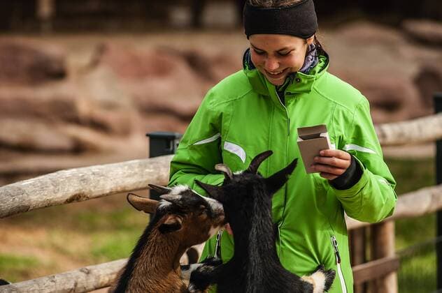 The girl Lilli feeds goats Capra aegagrus hircus in the Tiergarten Nuremberg Bavaria Germany animals in the Tiergarten Nuremberg