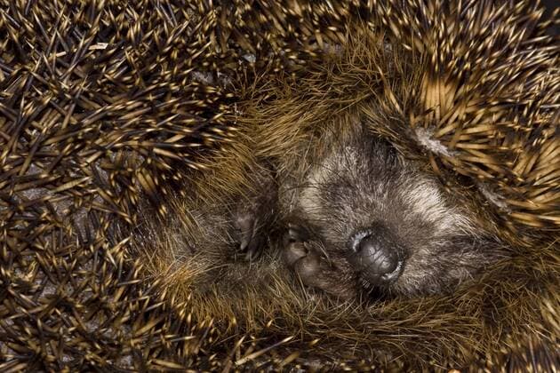 Europaeischer Igel, Westeuropaeischer Igel, Westigel, West-Igel, Braunbrustigel, Braunbrust-Igel (Erinaceus europaeus), schlafend, Niederlande Western hedgehog, European hedgehog (Erinaceus europaeus), sleeping, Netherlands BLWS501016 Copyright: xblickwinkel AGAMI T.xDoumax