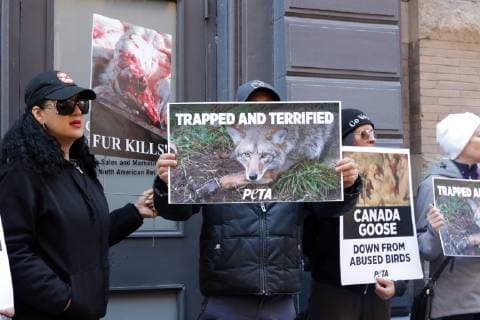 October 18, 2018 - New York City, New York, US - American animal rights organization, People for the Ethical Treatment of Animals (PETA) staged a protest action outside of Canada GooseÃ¢â‚¬â ¢s SOHO store on 18th. October 2018, highlighting the use of animal fur in the outer winter-wear company product line. New York City US - ZUMAl135 20181018_zap_l135_013 Copyright: xG.xRonaldxLopezx