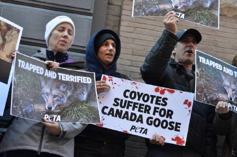 US: Canada Goose protest Today animal-rights protesters showed up outside the new Canada Goose store in Soho, New York City. As temperatures drop, and New Yorkers start shopping for winter coats, People for the Ethical Treatment of Animals ( PETA) organized this protest. Protesters believe The Canada Goose winter jackets comes from wild coyotes who were trapped, killed, and skinned. Manhattan New York United States Soho  RyanxRahman