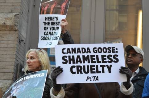US: Canada Goose protest Today animal-rights protesters showed up outside the new Canada Goose store in Soho, New York City. As temperatures drop, and New Yorkers start shopping for winter coats, People for the Ethical Treatment of Animals ( PETA) organized this protest. Protesters believe The Canada Goose winter jackets comes from wild coyotes who were trapped, killed, and skinned. Manhattan New York United States Soho  RyanxRahman