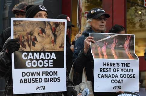 US: Canada Goose protest Today animal-rights protesters showed up outside the new Canada Goose store in Soho, New York City. As temperatures drop, and New Yorkers start shopping for winter coats, People for the Ethical Treatment of Animals ( PETA) organized this protest. Protesters believe The Canada Goose winter jackets comes from wild coyotes who were trapped, killed, and skinned. Manhattan New York United States Soho  RyanxRahman