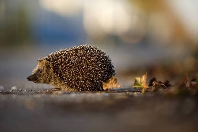 Europaeischer Igel, Westeuropaeischer Igel, Westigel, West-Igel, Braunbrustigel, Braunbrust-Igel (Erinaceus europaeus), abends am Strassenrand, Niederlande Western hedgehog, European hedgehog (Erinaceus europaeus), in the evening at the roaside , Netherlands BLWS501804 Copyright: xblickwinkel AGAMI M.xvanxDijlx