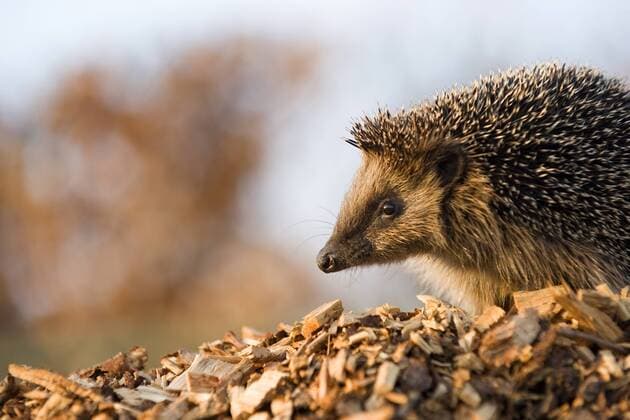 Europaeischer Igel, Westeuropaeischer Igel, Westigel, West-Igel, Braunbrustigel, Braunbrust-Igel (Erinaceus europaeus), auf Hackschnitzel, Niederlande Western hedgehog, European hedgehog (Erinaceus europaeus), on woodchips, Netherlands BLWS501806 Copyright: xblickwinkel AGAMI M.xvanxDijlx