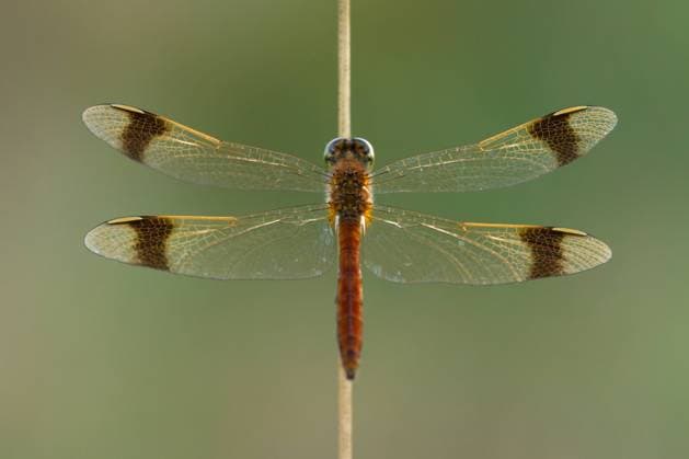 Gebänderte Heidelibelle (Sympetrum pedemontanum) Weibchen auf Schilfhalm, Utrecht, Niederlande *** Banded darter Sympetrum pedemontanum females on reed Utrecht the Netherlands Copyright: xWalterxSoestbergenx BIA107650
