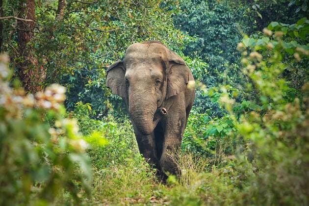 Asiatischer Elefant (Elephas maximus) Bulle ohne Stoßzähne im Regenwald, Westbengalen, Indien *** Elephas maximus bull elephant without tusks in rainforest West Bengal India Copyright: xAvijanxSahax BIA114381