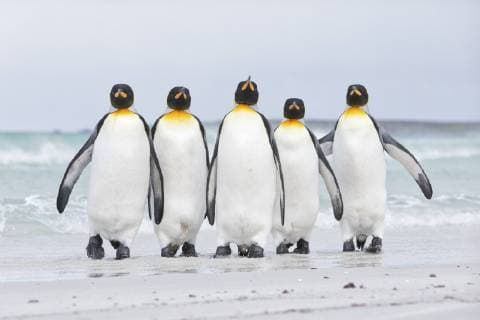 King penguin Aptenodytes patagonicus group on the beach Volunteer Point Falkland Islands Copyright: xMichaelxMiliciax BIA133585