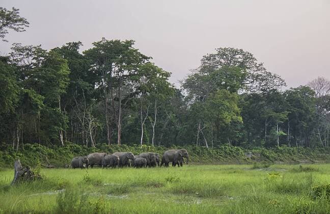 IMAGO Nature: Unsere Erde, Umweltverträgliche Herausforderungen des 21. Jahrhunderts, Regenwald Asiatischer Elefant (Elephas maximus) Gruppe läuft über Lichtung im Regenwald, Westbengalen, Indien *** Elephas maximus group Asian elephant is running across glade in rainforest West Bengal India Copyright: xAvijanxSahax BIA136245