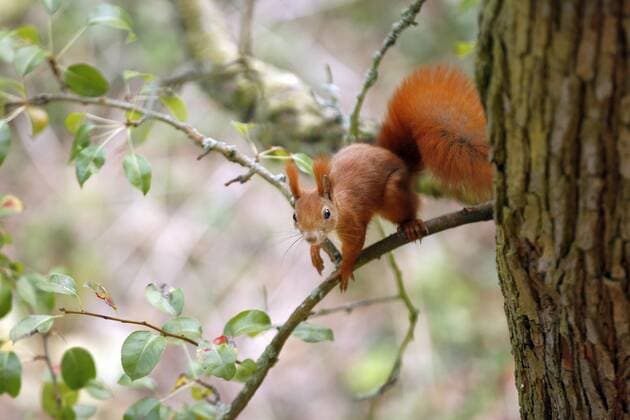 Berlin: Squirrel Squirrel on a branch of a tree in the district of Steglitz. Berlin Steglitz Germany Berlin-Steglitz  SimonexKuhlmey