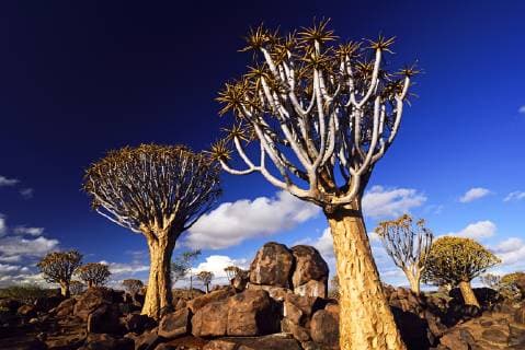 Afrika, Namibia, Hardap, Keetmanshop, Köcherbaum Wald *** Africa Namibia Hardap Keetmanshop Quiver Tree Forest