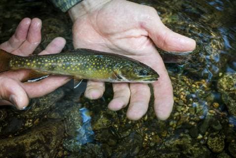 Small wild brook trout being released in the water., Slippery brook nh usa model released Symbolfoto Copyright: JoexKlementovich KLJO001990