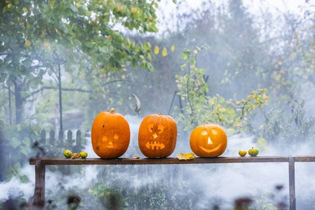 DEU, Deutschland, Münsingen, 27.10.2018: Halloween: schaurig-schöne Halloween Kürbisse mit Gruselgesicht. *** DEU Germany Münsingen 27 10 2018 Halloween scary beautiful Halloween pumpkins with scary face