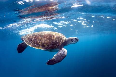 Underwater photo of a turtle, Tenerife Canary Islands Spain Copyright: SergioxVillalba VISE000352