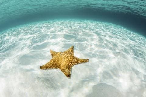 IMAGO Nature: Unsere Erde, Naturschutz, Naturschutzgebiete in Südamerika A colorful West Indian starfish, Oreaster reticulatus, crawls over a shallow, sandy seafloor in Turneffe Atoll in the Caribbean Sea. This reef is part of the massive Mesoamerican Reef System, the second largest barrier reef on Earth.  Copyright: EthanxDaniels StocktrekxImages ETH401710U