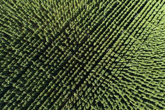 Hop field from above hop field from above  1019303540