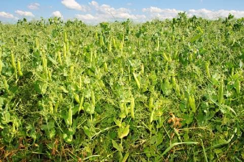 IMAGO Nature: Unsere Erde, Klimawandel, Ernährung, Pflanzen der Zukunft, Futtererbse Feld mit grünen nicht ganz reifen Erbsenschoten - field with green not quite ripe peas pods *** Field with green not quite ripe pea pods field with green not quite ripe peas pods  1061302920
