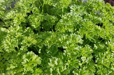 Petersilie, Petroselinum, Crispum, Krause Parsley, Petroselinum, Crispum *** Parsley Petroselinum Crispum Curly Parsley Petroselinum Crispum