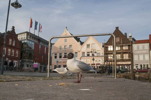 Lachmoewe, Lach-Moewe (Larus ridibundus, Chroicocephalus ridibundus), steht in der Innenstadt und sucht Futter, Deutschland black-headed gull (Larus ridibundus, Chroicocephalus ridibundus), standing in center of German city and searching food, Germany BLWS503906 Copyright: xblickwinkel AGAMI R.xMartinx