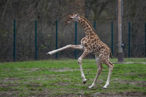 Entertainment Bilder des Tages Zum ersten Mal erkundet die am 03.11.2018 geborene Rothschild-Giraffe Ella (Giraffa camelopardalis rothschildi) das Freigehege im Tierpark Berlin-Friedrichsfelde. Foto: Volker Hohlfeld Ellas erster Ausflug *** For the first time the Rothschild giraffe Ella Giraffa camelopardalis rothschildi, born on 03 11 2018, explores the open-air enclosure in the Berlin Friedrichsfelde zoo Photo Volker Hohlfeld Ellas first excursion