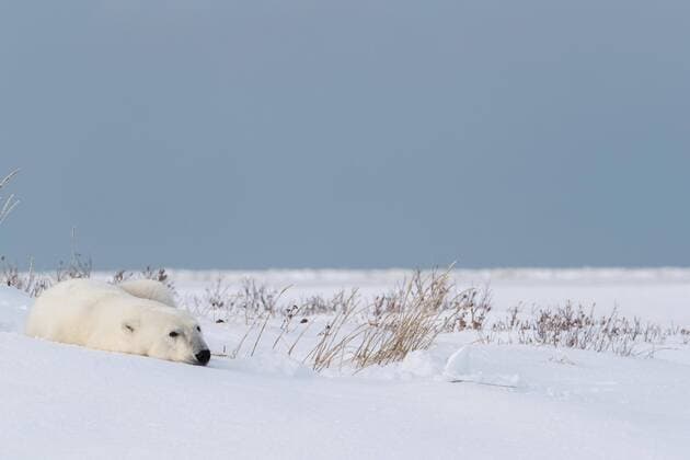 polar bear Ursus maritimus young switch rests in the sun rolled up in the snow West Hudson Bay Churchill Manitoba Canada North America Copyright: imageBROKER/RussellxMillner iblrmi04783018.jpg